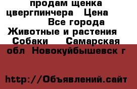 продам щенка цвергпинчера › Цена ­ 15 000 - Все города Животные и растения » Собаки   . Самарская обл.,Новокуйбышевск г.